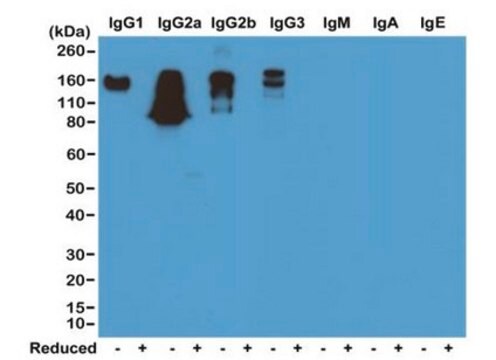 Rabbit Anti-Mouse IgG Antibody, clone RM104 clone RM104, from rabbit