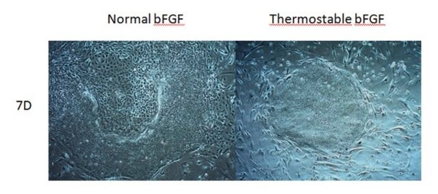 HumanKine&#174; Thermostable bFGF,Human Recombinant