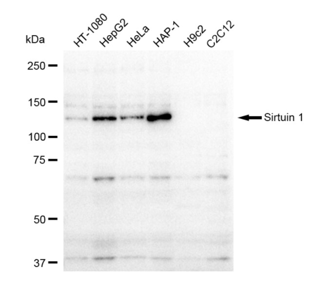Anti Sirtuin 1 Antibody, clone 23GB1610, Rabbit Monoclonal clone 23GB1610, recombinant rabbit monoclonal, expressed in HEK293 cells