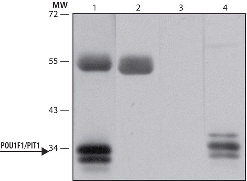 Anti-Brn-2 (POU3F2) Antibody, clone 8C4.2 clone 8C4.2, from mouse