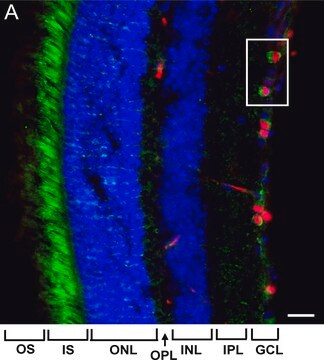 Anti-Brn-3a Antibody, POU-domain protein, clone 5A3.2 culture supernatant,  clone 5A3.2, Chemicon®