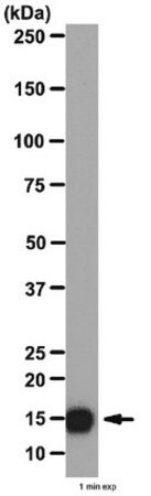 Anti-Brain lipid binding protein Antibody from rabbit, purified by affinity  chromatography