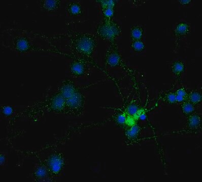 Anti-Oct-4 Antibody, clone 10H11.2 clone 10H11.2, Chemicon®, from