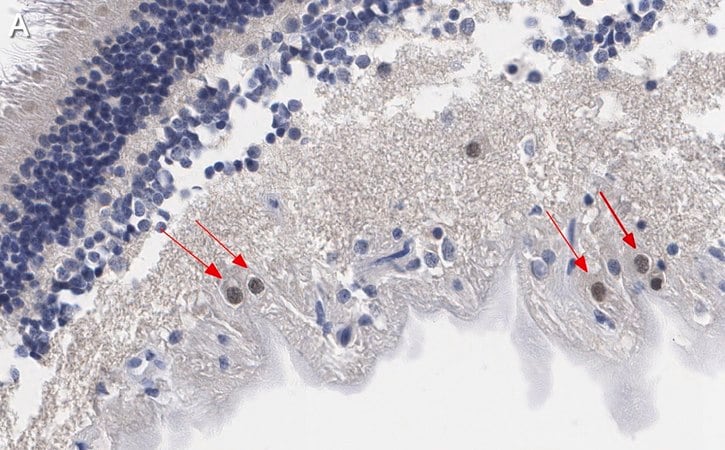 Anti-Brn-3a Antibody, POU-domain protein, clone 5A3.2 culture supernatant,  clone 5A3.2, Chemicon®