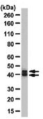 Anti-MAPK 1/2 Antibody from rabbit